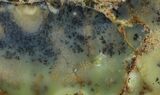 Polished Dendritic Opal (Moss Opal) Slab - Australia #95453-1